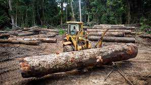 Primer premio en deforestación