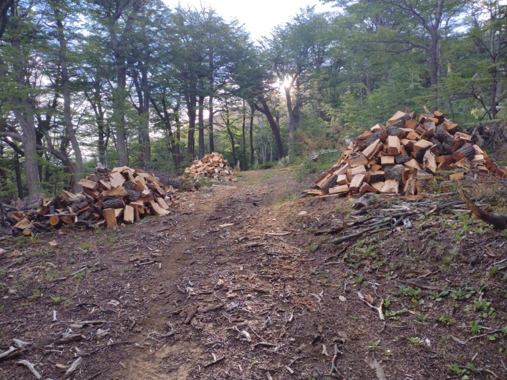 Tala ilegal de bosque nativo