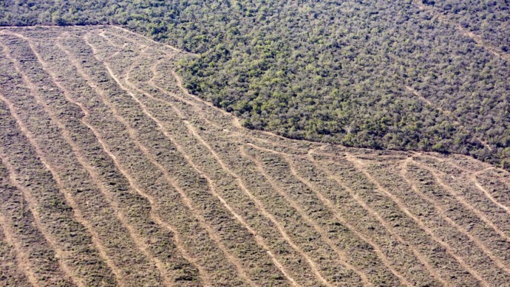 Deforestación: más consecuencias