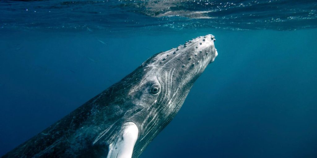 ¿Más falsas promesas? Sobre los “acuerdos” de protección a la biodiversidad marina
