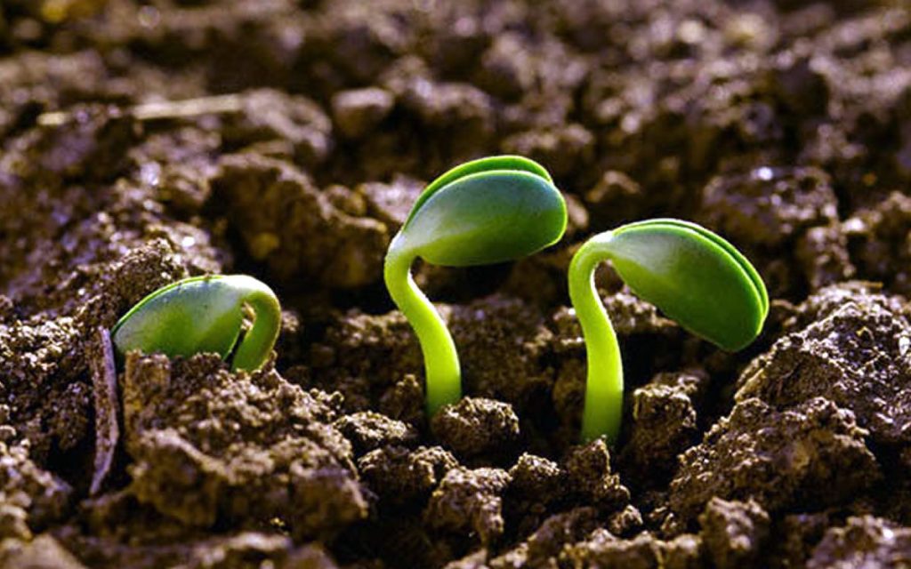 Ley de semillas: la disputa por el modelo productivo y el control de los alimentos